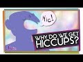 Why do we get hiccups  body science for kids