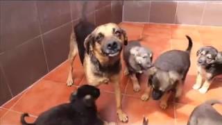 Ace Fabia, Fabien & Pups