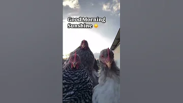 Goood Morning Sunshine Techhouse Dancing Chicken Edm 