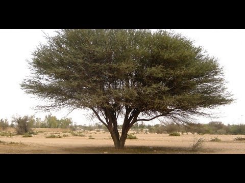 نباتات الصحراء