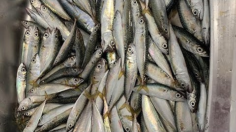 Chia sẻ toàn bộ kinh nghiệm câu cá Saba (cá Nục).Trải nghiệm câu thực tế và một ngày săn hàng maymắn