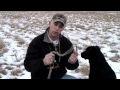 Hunting Retriever training, Hunting dogs; steady Hunting Retriever training, Hunting dogs; steady