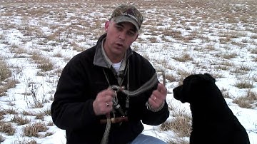 Hunting Retriever training, Hunting dogs; steady
