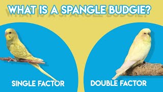 What is Spangle Budgie (Single and Double Factor)