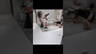 Cats, please help me see if my butt can be saved. All Things Lovely Project. Cats. Cute pets hav