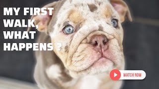 English Bulldog puppy training, out for his first walk. by Puppy Steps Puppy Training 907 views 1 year ago 1 minute, 17 seconds