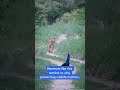 You won’t expect who walked behind the Peacock | #wildlife #nationalanimal #nationalbird #viral