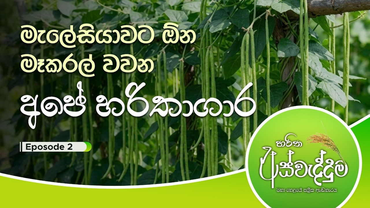 රටට ඩොලර් ගේන්න ගොවියන්ටත් හොඳම අවස්ථාව | Aswedduma | Haritha TV | EP 02