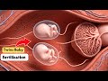 How Do Twins Happen? | Step-by-Step Fertilization Process