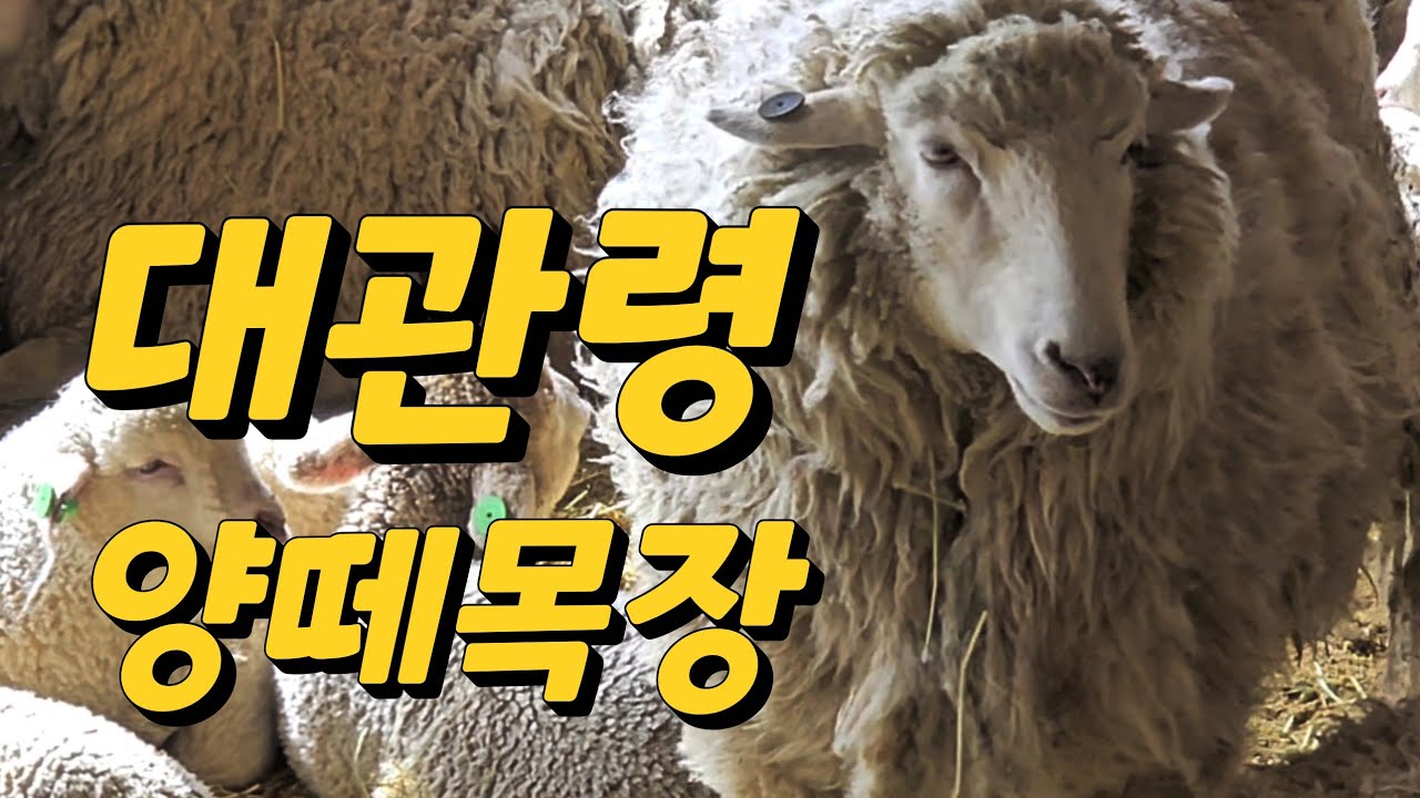 대관령 양떼목장