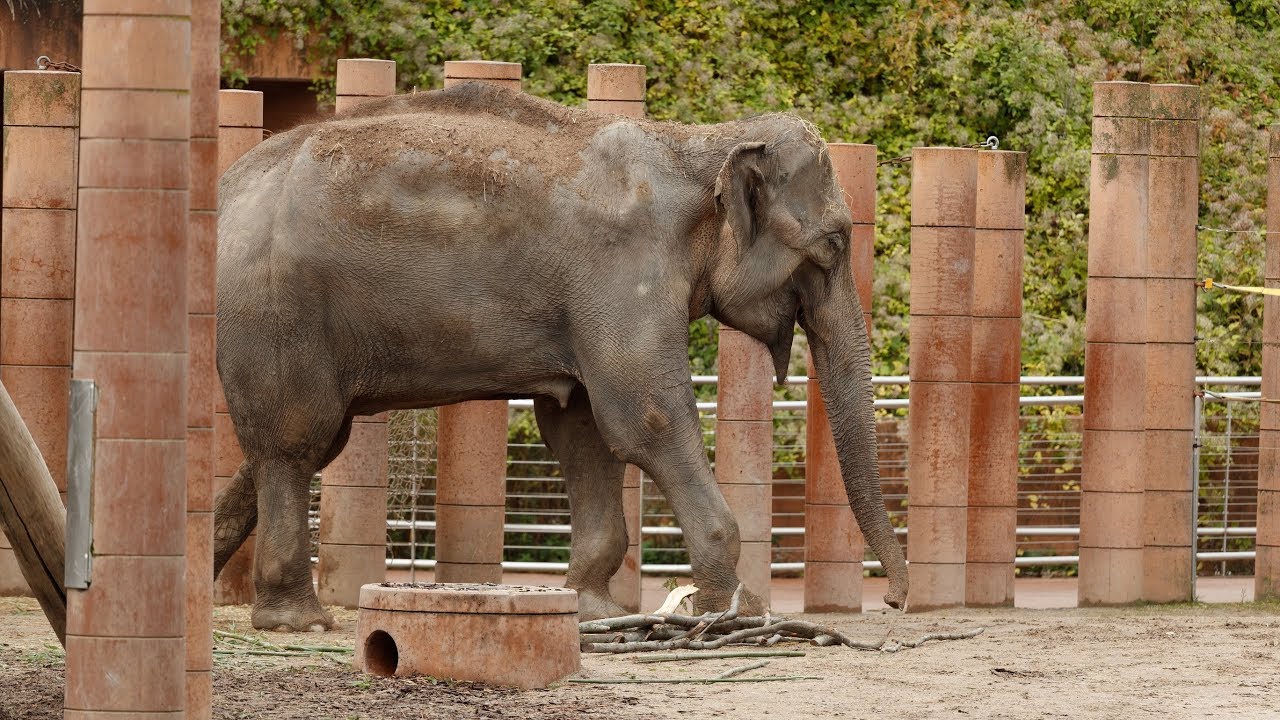 🐘 Hvorfor rokker elefanten? 🐘