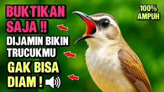 Pancingan Trucukan PALING AMPUH! Burung Langsung Ngalas & Nyaut Gacor