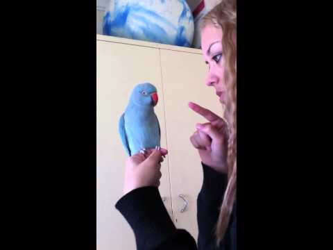 Young Indian ring neck is angry Young Indian ring neck is angry