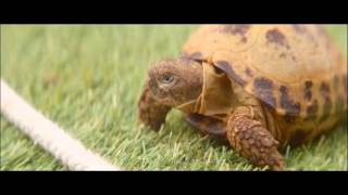 Blue Peter | CBBC
