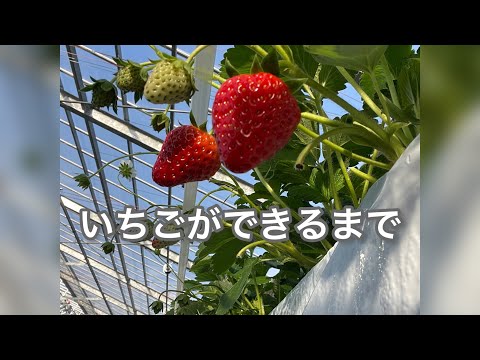 いちごが出来るまで／3世代農家／農家の娘