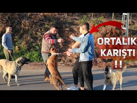 KÖPEKLERİNİ KÖTÜLEYİNCE BABASI GELDİ ORTALIK KARIŞTI !! (KIŞKIRTMA)