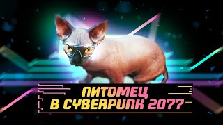 Как приручить кота в Киберпанк 2077 | Cat in Cyberpunk 2077