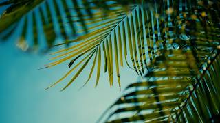 10 Minutes of Florida | Nikon ZR   40mm Fun 🌴