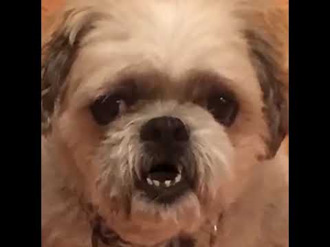 Delilah the dog - stabbing fluffy the cat in the back