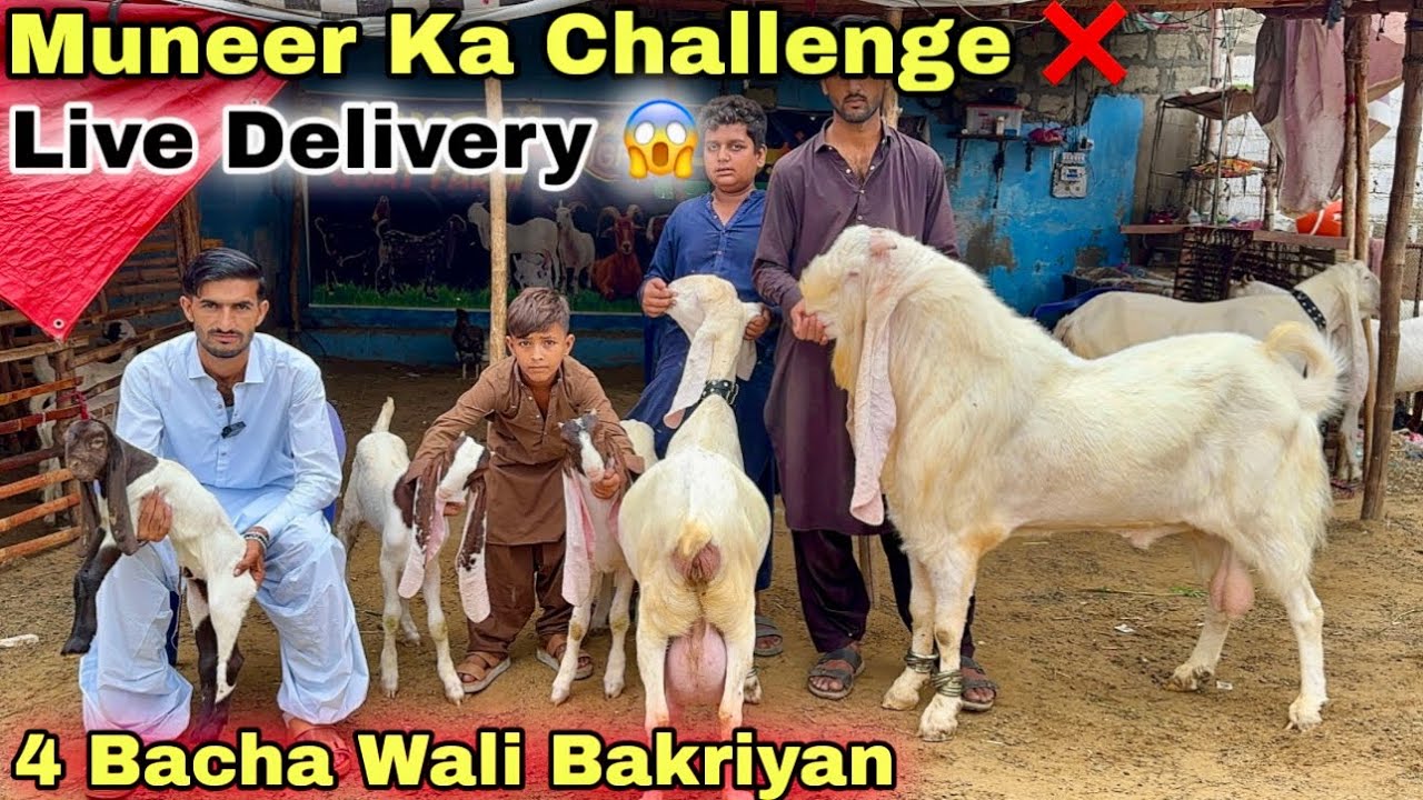 Live Delivery 😱 | Muneer Goat Farm Par Top Quality Bacho Wali Bakriyan Agye || Bakra Mandi 2025