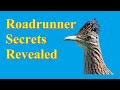 Surprising facts about the greater roadrunner