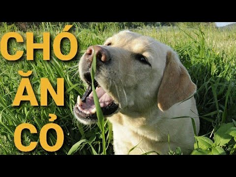 Video: 5 lý do chó ăn cỏ