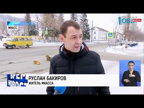 В Челябинске не отлавливают бездомных собак