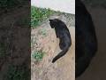 🐈‍⬛🚨💥Пропал кот на два дня. ухо разодрана до крови🙈#черныйкот #помощьживотным #funny #питомцы #cat