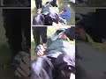 POLICÍAS LO SALVAN DE UN BRUTAL ATAQUE DE ABEJAS | TELEMUNDO 40