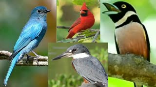 Most Beautiful Birds in the World | Breathtaking Beauty of Earth's Most Exquisite Birds | Relaxation