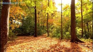 Autumn in Melbourne  (Guitar Solo)