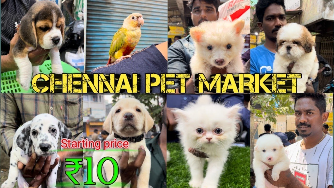 Cheapest pet market imported dog breeds low price Chennai pet