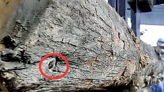 Cutting Old Teak Wood Inherited by Ancestors at the Sawmill screenshot 3