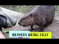 Beavers being dam silly  clips compilation  funny animal