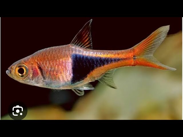 🔴20 PEIXES QUE VIVEM COM COBRINHA KUHLI, Mr. Betta