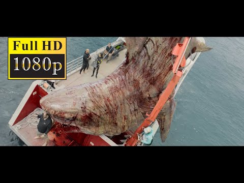 Video: Shark-suv osti kemasi. Sirli yirtqich - megalodon tirikmi?