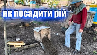 Як підсадити рій бджіл до вулика