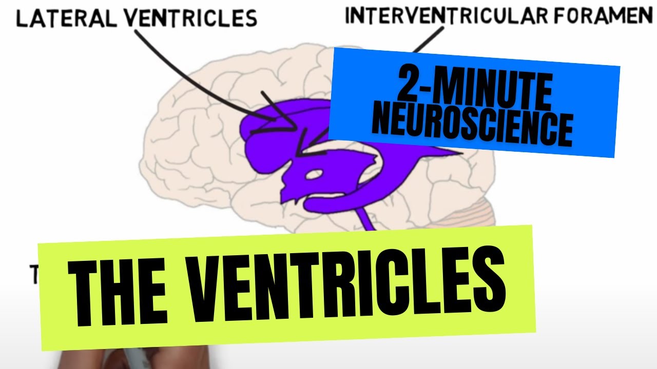 2Minute Neuroscience The Ventricles YouTube