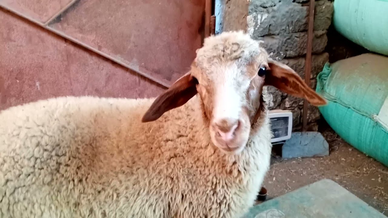نتيجة التهجين مع الغنم العساف جزء 2
