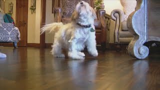 Cat Saves Dog Being Attacked by Coyotes