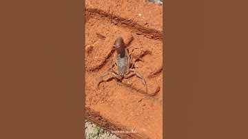 Indian Red Scorpion.🦂
