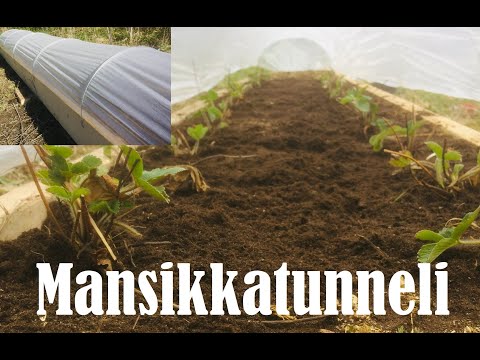 Video: Kuinka Kasvattaa Mansikoita Ikkunalaudalla