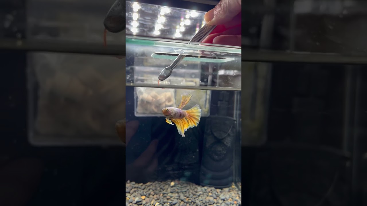 Feeding bloodworms to my picky betta