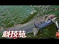 《科技苑》 濒危“水中猛虎”人工驯养 并带来上亿元收益 20190619 | CCTV农业