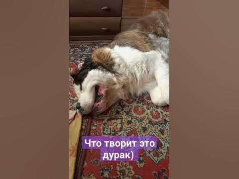Смешной пес - YouTube