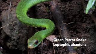 Green parrot snake Guatemala