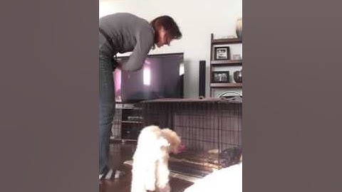 Clicker Training - Crate Training Coco