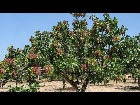 Plantations International Pistachio Trees In Greece You Plantations International Pistachio Trees In Greece
