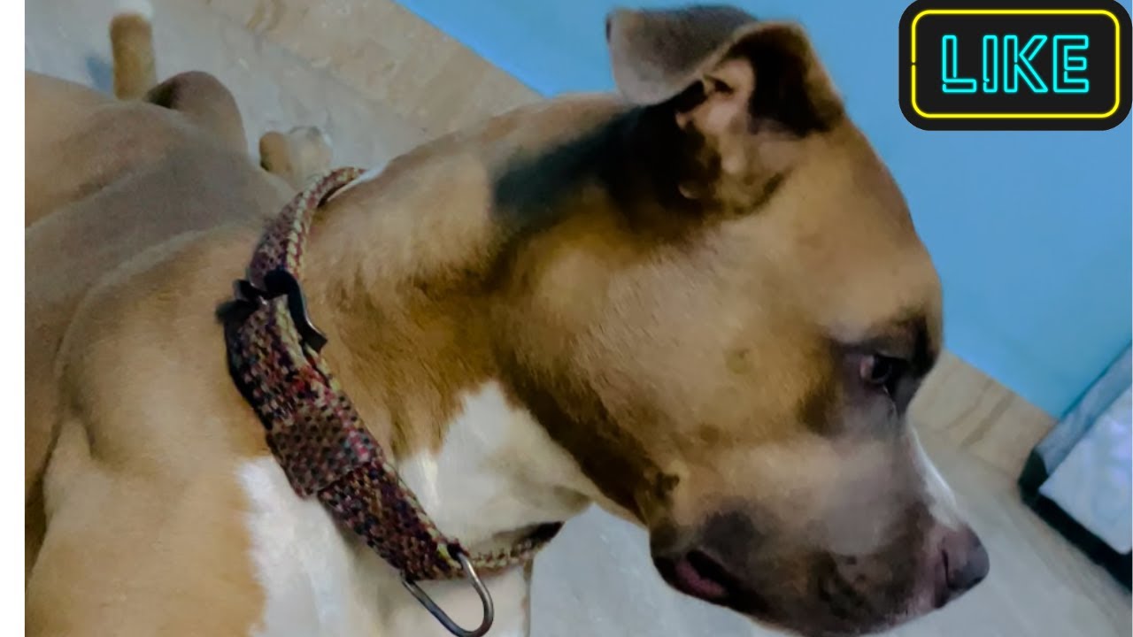 Pitbull Vayu Drug Is Getiing Rubbed ❤️ 🐶@Explore With Your JD #vayupitbull #viralindia #india viral Pitbull Vayu Drug Is Getiing Rubbed ❤️ 🐶@Explore With Your JD #vayupitbull #viralindia #india viral