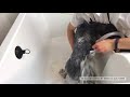 #doggrooming #englishsetter Dog Grooming UK - K9 Dog Grooming By Rebecca Goutorbe Derbyshire Uk
